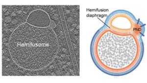 Cryo-electron tomography (left) and corresponding schematic (right) highlight the distinctive structure of a hemifusome, where two vesicle membranes connect through a hemifusion diaphragm. This configuration reveals a novel membrane topology not previously visualized in cells.